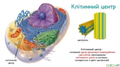 Презентація до уроку: "Клітини організму людини"